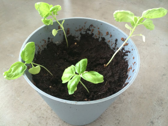 basilicum uitplanten