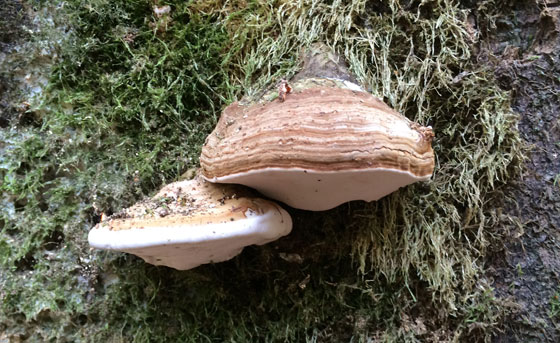 Zanderij Maarn paddenstoelen